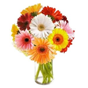 Fresh Flowers Special Arrangement of 12 Mixed Gerberas Fresh Flowers Glass Vase